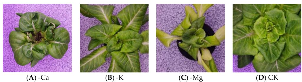 Visual comparison of lettuce nutrient deficiency symptoms on leaves