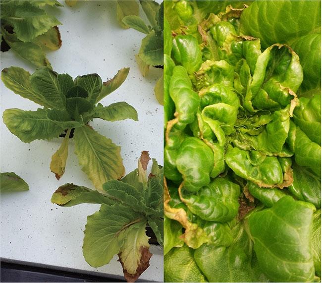 Inner lettuce leaves with brown tip burn caused by calcium deficiency