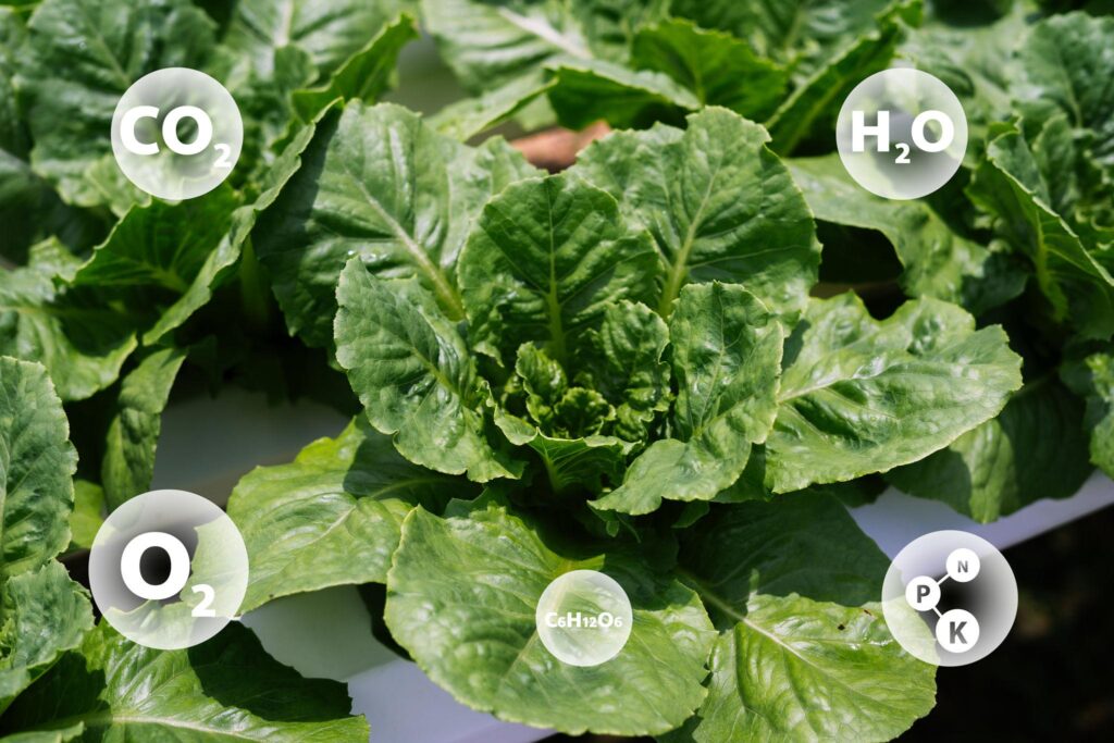 Infographic showing nitrogen phosphorus and potassium roles in lettuce growth and leaf development