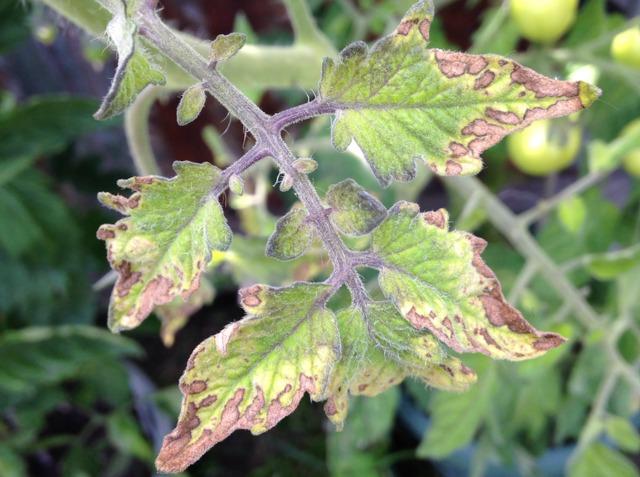 Potassium deficiency in tomato plant showing yellow and brown scorched leaf edges