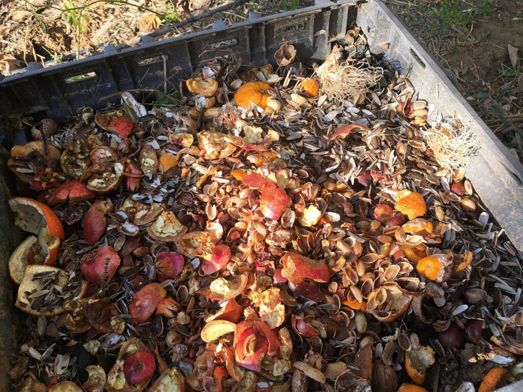 Organic fertilizers including compost fish emulsion kelp meal and manure for lettuce plants
