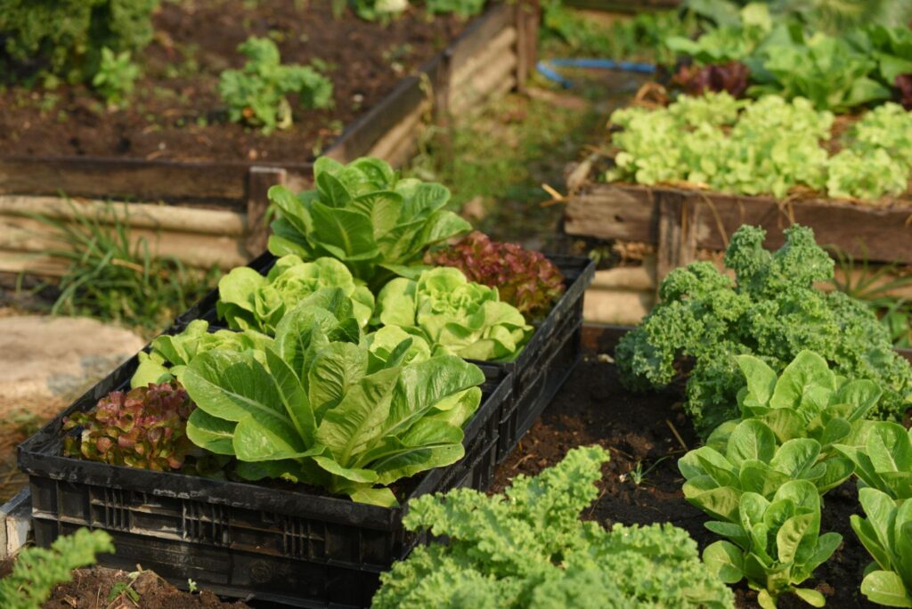 Nutrients for Lettuce Complete Growing Guide Healthy nutrients for lettuce growing in nutrient-rich soil with vibrant leaves and strong root development