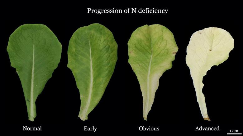 Pale yellow lettuce leaves showing nitrogen deficiency symptoms compared with healthy green lettuce