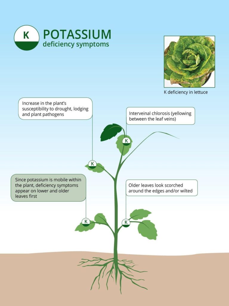 Brown scorched edges on lettuce leaves caused by potassium deficiency