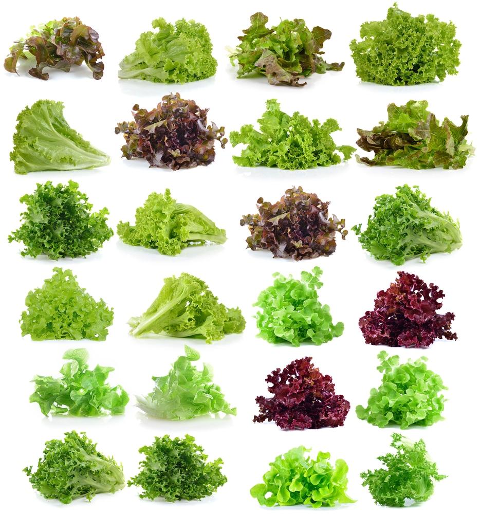 Romaine butterhead iceberg and loose leaf lettuce varieties growing together