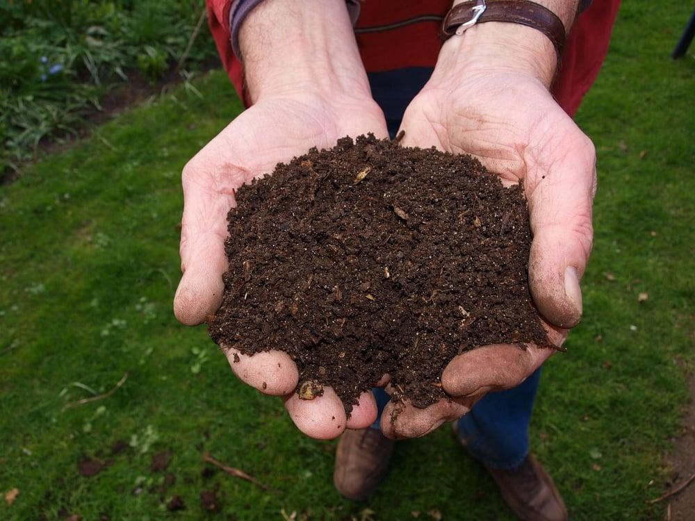 Broadcast spreader applying lawn fertilizer evenly