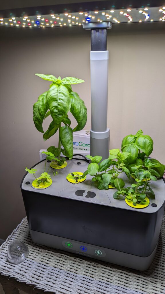 Fresh herbs growing in an AeroGarden hydroponic system under LED grow lights.