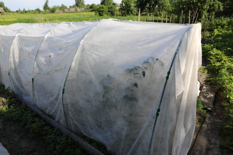 Frost blanket covering tomato plants during cold spring weather