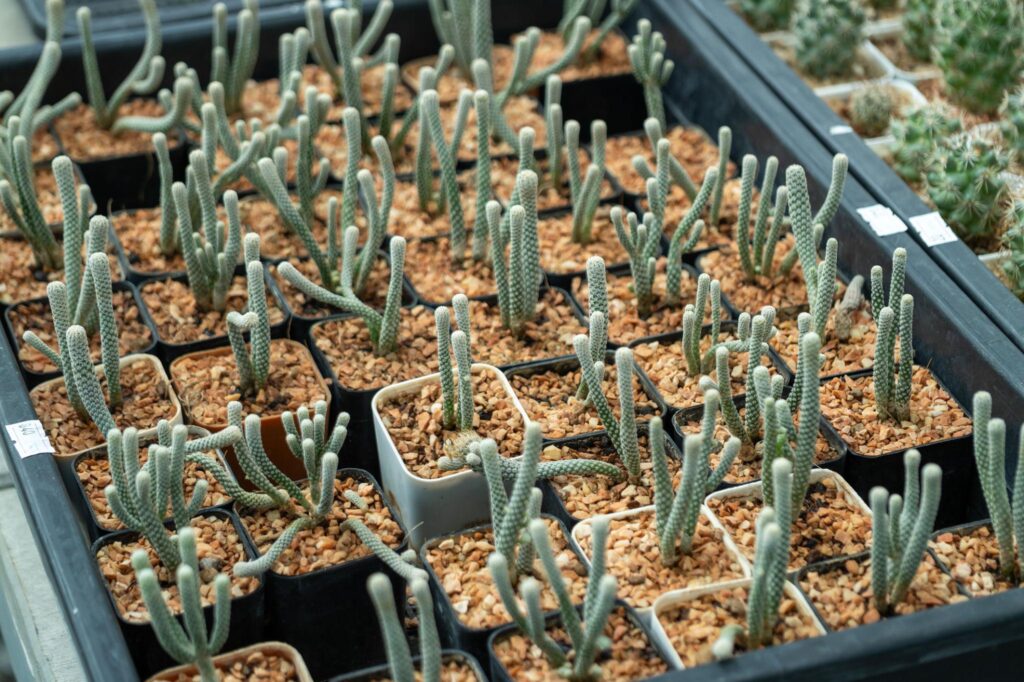 Cactus Growth completion