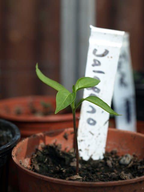 Bottom watering pepper seedlings in seed trays
