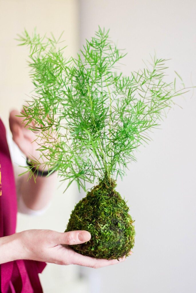 kokedama best plants