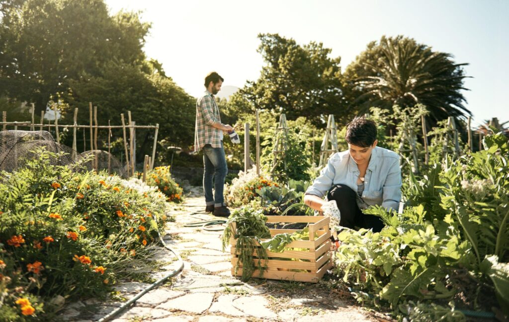 Healthy organic vegetable garden producing abundant harvests.