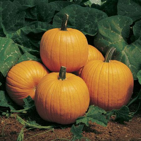 Different pumpkin varieties suitable for Ohio gardens