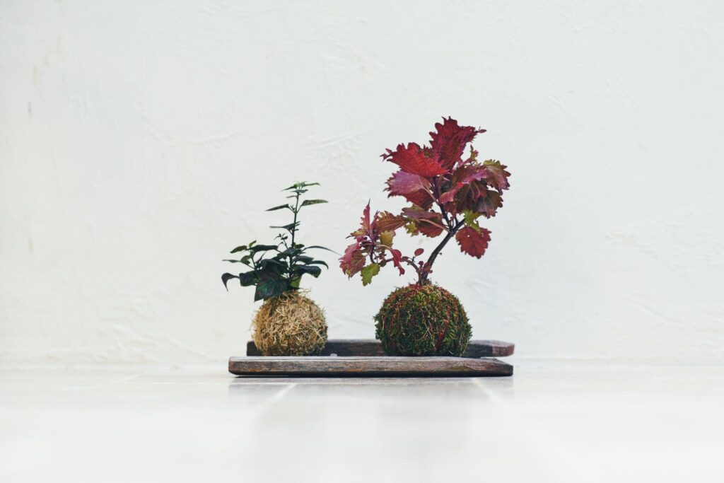 Living moss sphere kokedama displayed in minimalist interior