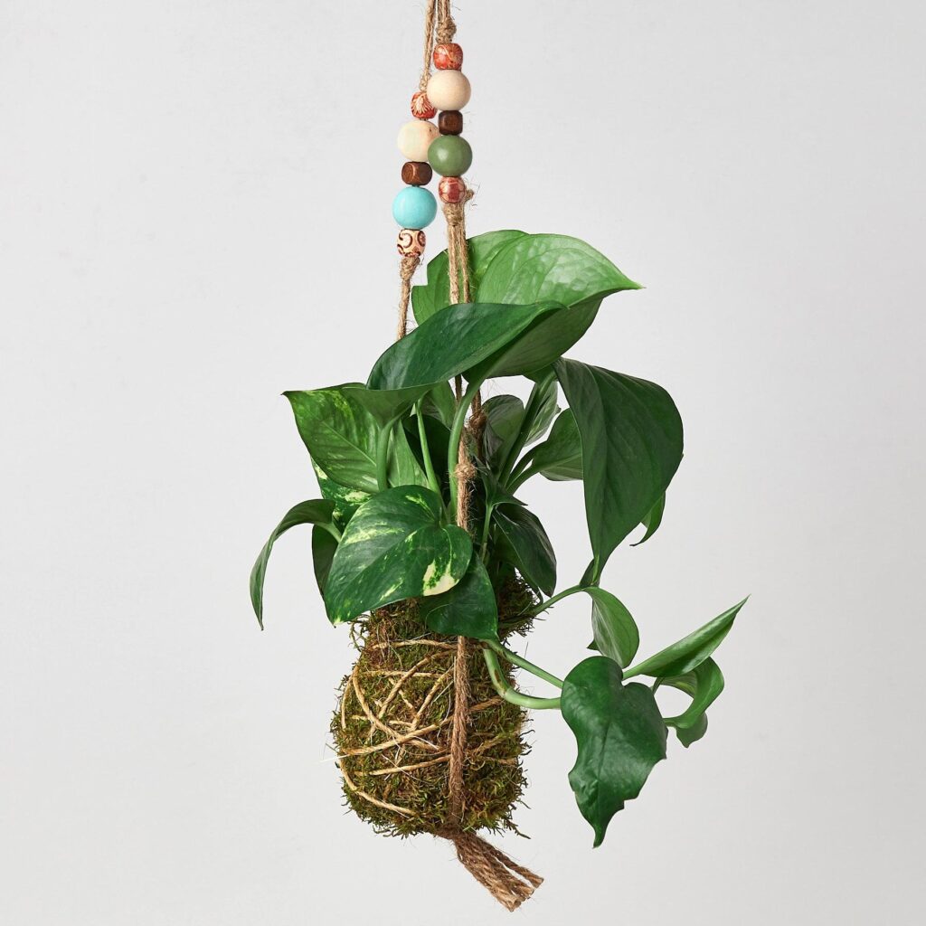 Kokedama Best plants displayed in hanging moss balls indoors
