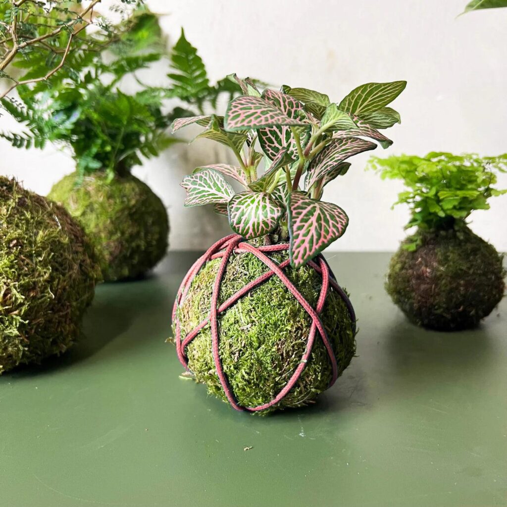 Nerve plant and baby's tears used in decorative kokedama displays