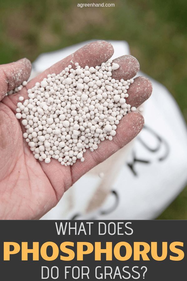 How Phosphorus Supports Lawn Root Development