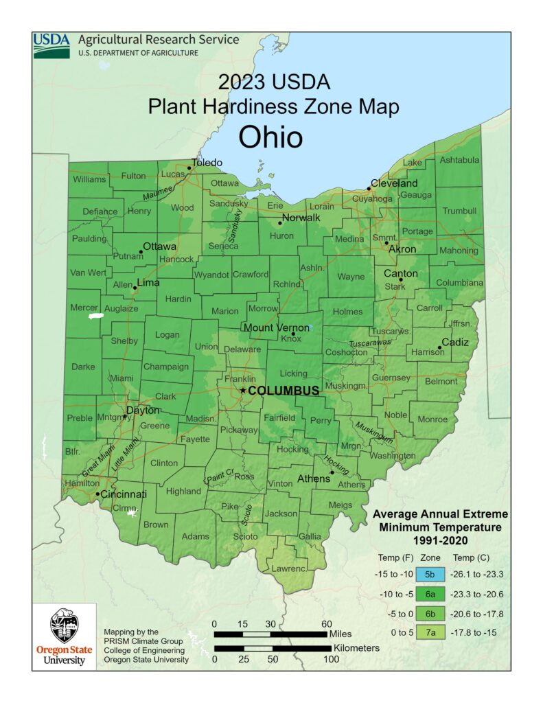 When to plant pumpkins in Ohio growing in a healthy backyard pumpkin patch