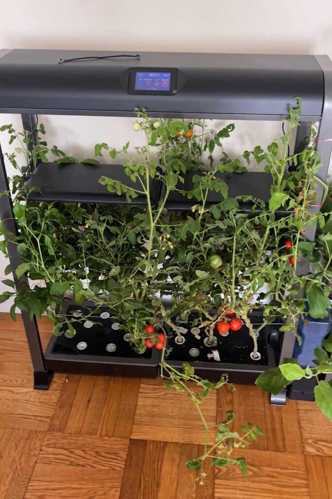 Cherry tomatoes growing indoors under AeroGarden LED grow lights.