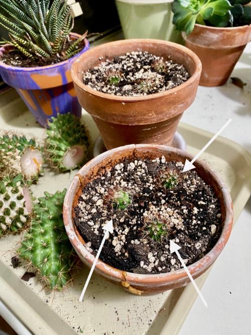 Popular cactus varieties for beginner gardeners