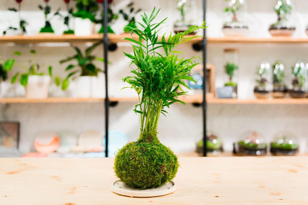 Boston fern growing in a kokedama moss ball