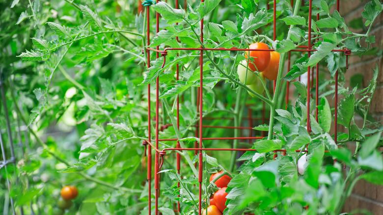 Successful tomato harvest using tomato plant protectors and season extension methods