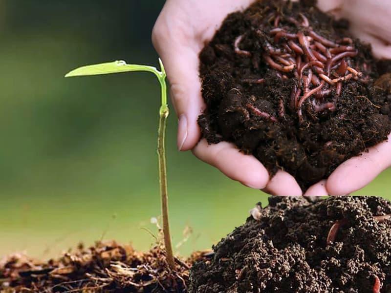 Worm castings applied around young vegetable seedlings.