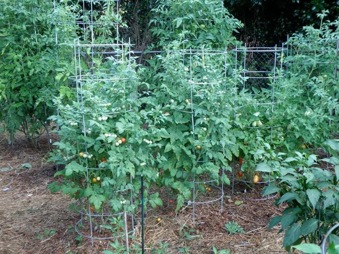 Hoop tunnel protecting tomato plants from frost rain and pests