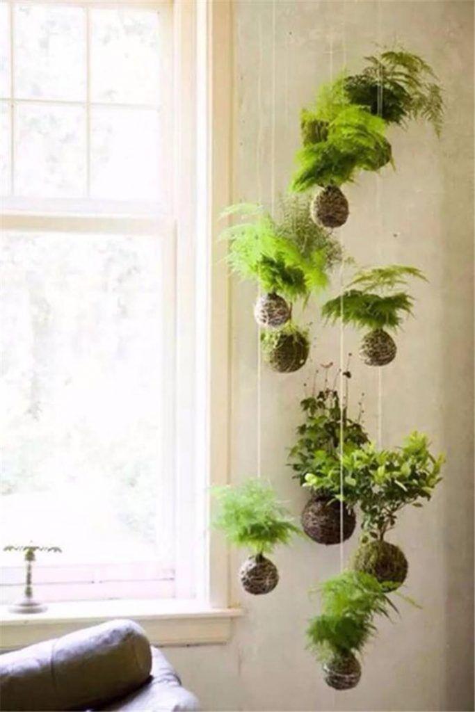 Soaking a kokedama moss ball in water