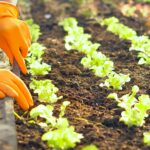 Healthy green lettuce growing in nutrient-rich soil with vibrant leaves and strong root development.
