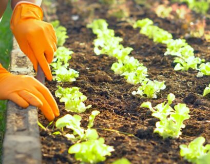 Healthy green lettuce growing in nutrient-rich soil with vibrant leaves and strong root development.