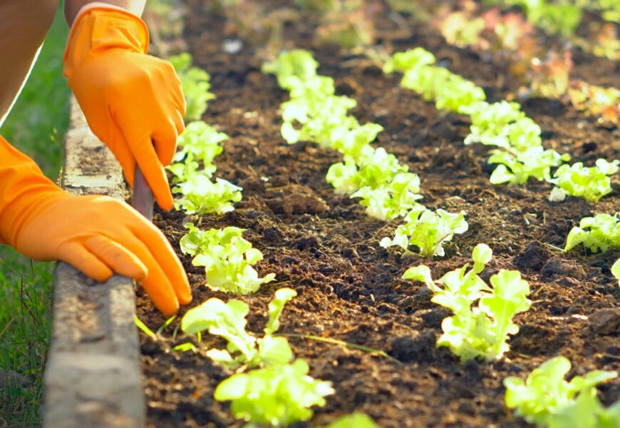 Healthy green lettuce growing in nutrient-rich soil with vibrant leaves and strong root development.