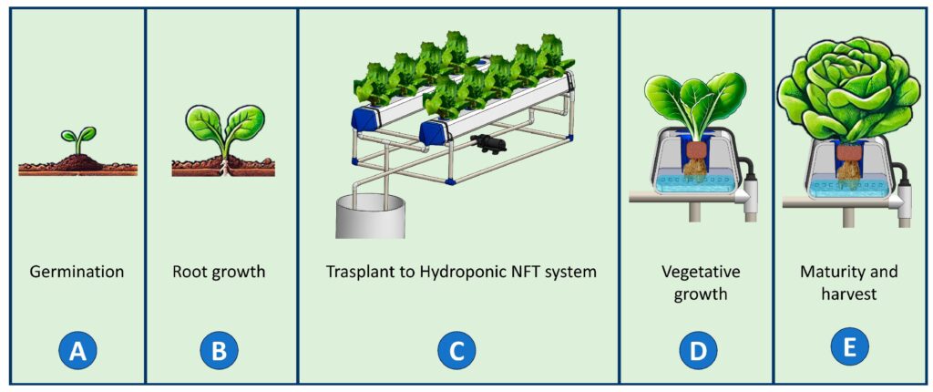 Hydroponic Lettuce Nutrient System Hydroponic lettuce growing system with nutrient reservoir and healthy roots