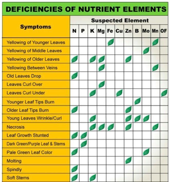How to Diagnose Nutrient for Lettuce Deficiencies How to Diagnose Nutrient for Lettuce Deficiencies