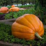 Best Pumpkin Varieties for Ohio Gardens