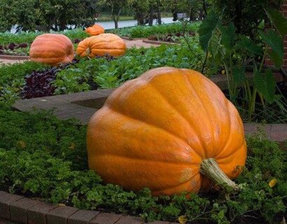 Best Pumpkin Varieties for Ohio Gardens