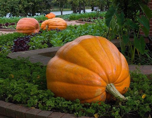 Best Pumpkin Varieties for Ohio Gardens