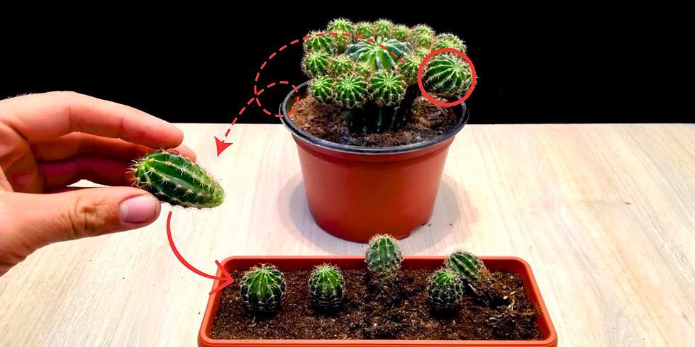 Different methods of propagating cactus plants