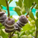 Close-up of several citrus tree branches with air-layering pods wrapped in moist growing medium and secured with transparent plastic. The propagation bundles are attached to healthy green stems surrounded by lush leaves in an outdoor garden setting.