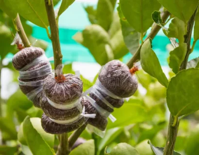 Close-up of several citrus tree branches with air-layering pods wrapped in moist growing medium and secured with transparent plastic. The propagation bundles are attached to healthy green stems surrounded by lush leaves in an outdoor garden setting.