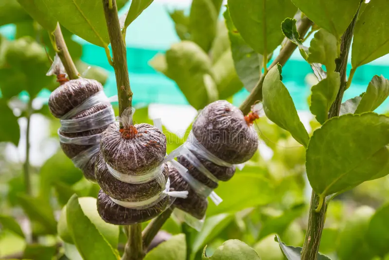 Close-up of several citrus tree branches with air-layering pods wrapped in moist growing medium and secured with transparent plastic. The propagation bundles are attached to healthy green stems surrounded by lush leaves in an outdoor garden setting.