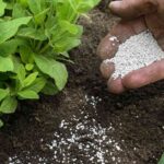 Healthy grass roots developing in phosphorus-rich soil beneath green turf