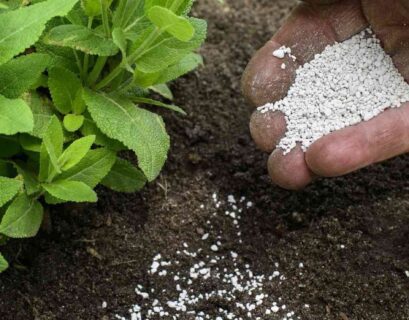 Healthy grass roots developing in phosphorus-rich soil beneath green turf