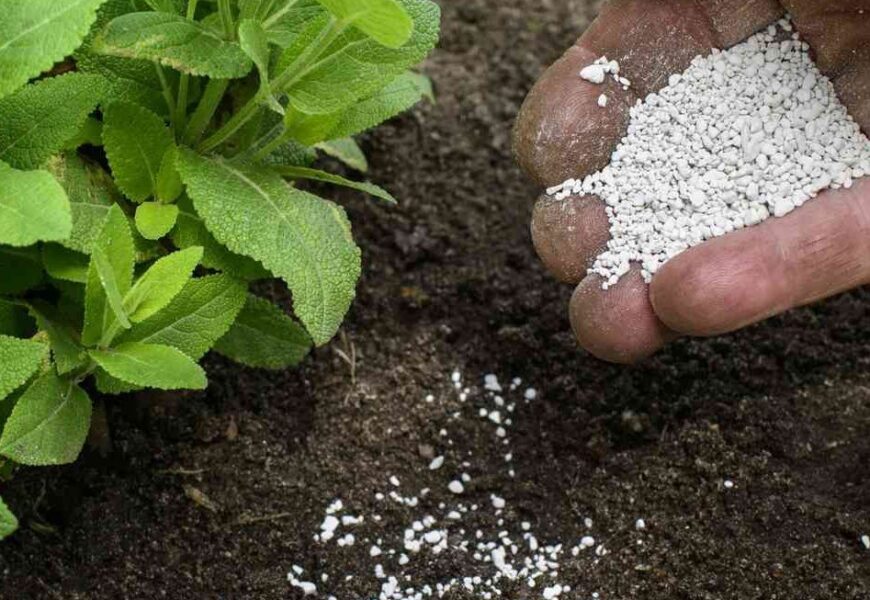 Healthy grass roots developing in phosphorus-rich soil beneath green turf