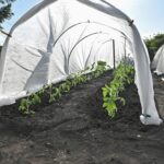 Tomato plant protectors including cages frost blankets and insect netting, protect healthy tomato plants