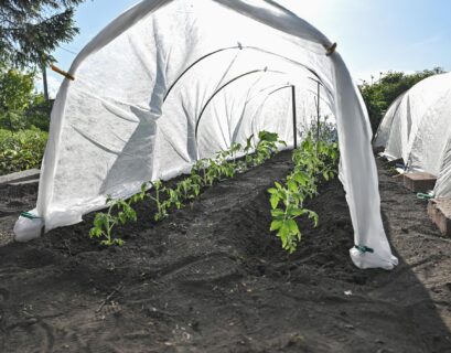 Tomato plant protectors including cages frost blankets and insect netting, protect healthy tomato plants