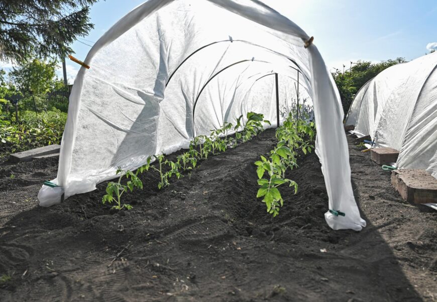 Tomato plant protectors including cages frost blankets and insect netting, protect healthy tomato plants