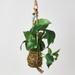 Best plants for kokedama displayed in hanging moss balls indoors
