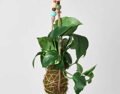 Best plants for kokedama displayed in hanging moss balls indoors