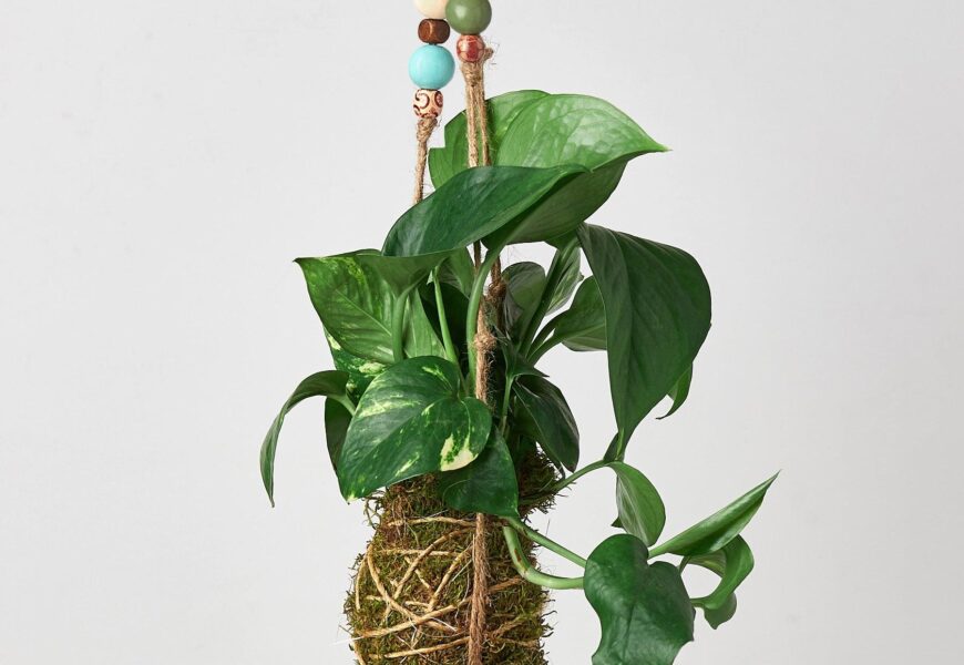 Best plants for kokedama displayed in hanging moss balls indoors
